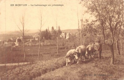 EN MORVAN - le plourage au printemps