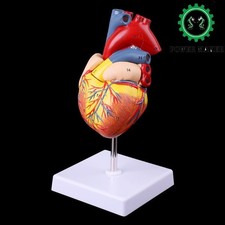 Disassembled Anatomical Human Heart Model Anatomy Medical Teaching Model