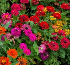Zinnia Flower Seed  Mix | Non-GMO | Heirloom | Fresh Flower Seeds