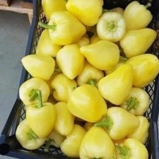 outil de jardinage