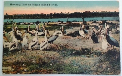 Vero Beach Florida Postcard VTG Early 1900s Pelican Island Hatching Time 