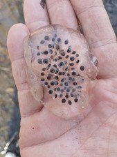 10 Live - Spotted salamander Eggs/ Jefferson Eggs / Newt Eggs