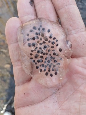 10+ Live - Spotted salamander Eggs/ Jefferson Eggs / Newt Eggs