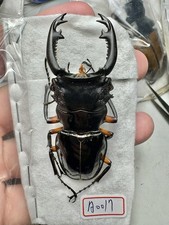 Insects, Lucanidae: Odontolabis imperialis imperialis 66.5mm A1 Borneo wild