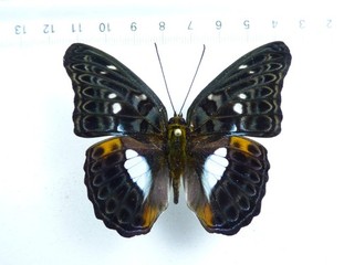 ENTOMOLOGY BUTTERFLY: LIMENITIS LYMIRE MALE CERAM ISL