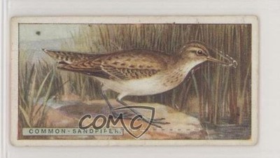 1923 ITC of Canada British Birds Stand-Ups Tobacco Common Sandpiper #34 z6d