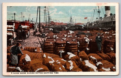 Postcard Cotton Wharf Levee Scene During Cotton Shipping Time LA VTG c1920   I2