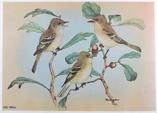 Rex Brasher Bird Print, Traills Flycatcher, 16x12 in.