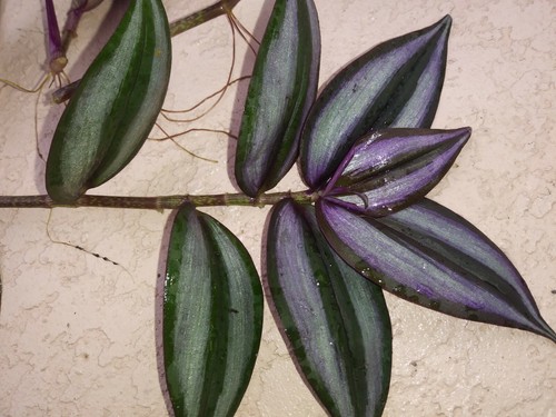 Live Wandering Jew Tradescantia Zebrina Plant 6 Cuttings Burgundy Silver Purple - Bild 5 von 5
