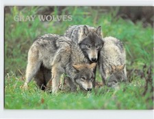 Postcard Gray Wolves
