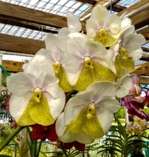 Vanda Muang Thong "Lemon Sherbet"