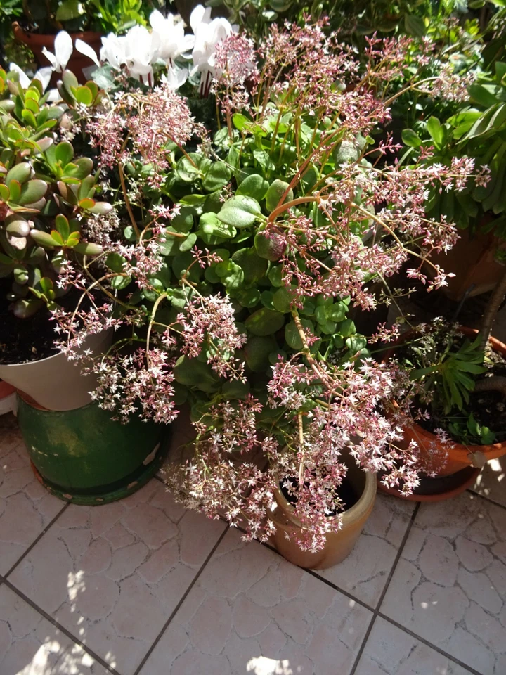 = déco TERRASSE ,JARDIN  solarium  aéoniums  ramifié s et en  tige  - Photo 4/4