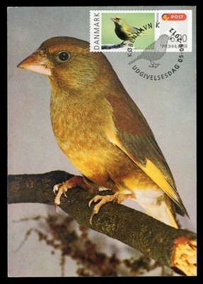 DENMARK 2012 Maximum Card ATM - European greenfinch Carduelis chloris bird ave