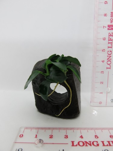 Anubias Nana on Driftwood /Bogwood /Pine cone Freshwater tropical aquarium plant - Picture 15 of 52