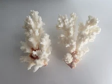 Natural White Reef Brown Stem Coral Nautical Coastal Decor.