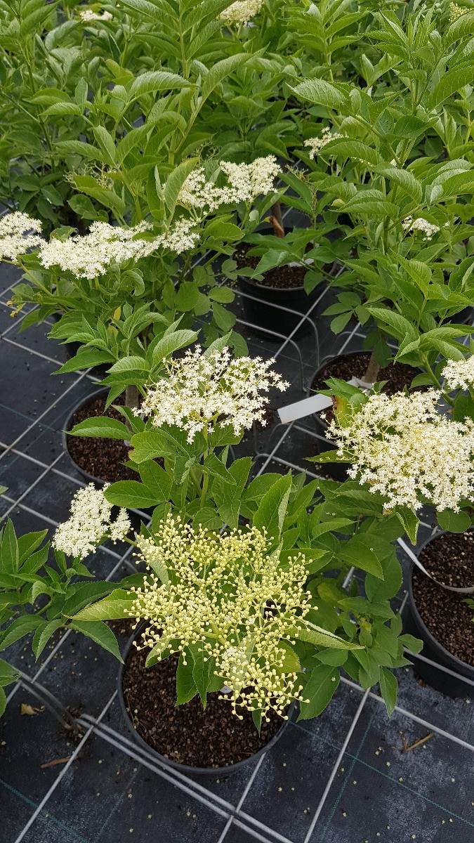 Sureau noir Sambucus nigra arbuste fruitier de haie vive en conteneur 3L 4L
