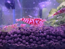 10 1 Top grade Red Fancy Tiger Caridina Shrimps, DOA Guarantee, Mix Gender