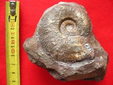 Ammonite du Toarcien : Pseudogrammoceras fallaciosum (Bayle, 1878)