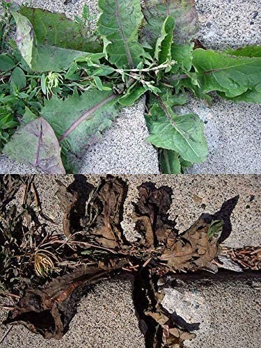 WEEDKILLER ADVANCED WEED KILLER SPRAY FAST ACTING KILLS FOR WEEDS ROOTS 500ML x2 - Bild 6 von 6