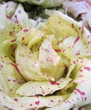 ♫ SALADE Italienne 'Laitue Ponctuée Castelfranco' ♫ Graines ♫ Potagère Gustative