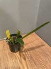 C. Enid `Blue Lu' Classic Coerulea Cattleya Orchid Plant — photo 6