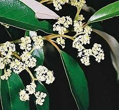 Red Ash (Alphitonia excelsa) 20 Fresh Seeds - Picture 1 of 1