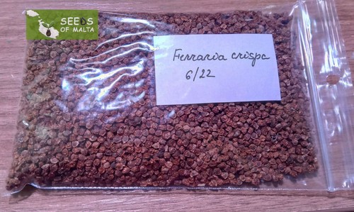 Ferraria crispa, F. undulata, Starfish lily, Starfish iris, 20-100 fresh seeds - Picture 12 of 12