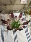 Vintage Murano Glass - Dish - Murano glass - Bowl - Glass