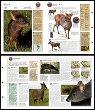 Pudu #250 Mammals - Wildlife Explorer Fold-Out Card