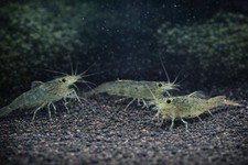 Amano Shrimp - Jumbo XXL 