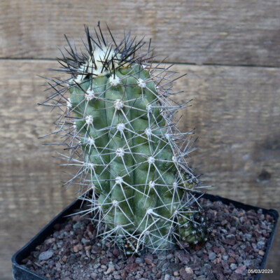 D3183 COPIAPOA MARGINATA pot14-H14-W8 cm MaMa Cactus | eBay