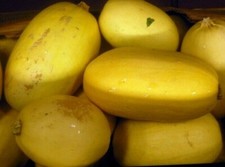 Spaghetti Squash Seeds 20 Ct Winter Vegetable Garden Heirloom USA FREE SHIPPING