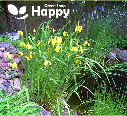 YELLOW FLAG IRIS - 15 seeds - Iris pseudacorus - Water iris - POND Wildflower - Picture 2 of 3