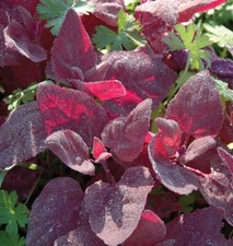 Red Fire Orach Seeds 100 French Mountain Spinach Vegetable NON-GMO USA FREE S H