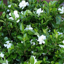 🌿 Everblooming Gardenia Veitchii Shrub – Fragrant Evergreen Garden Plant