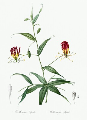 Flame Lily Les Liliacees by Pierre Joseph Redouté Print Repro