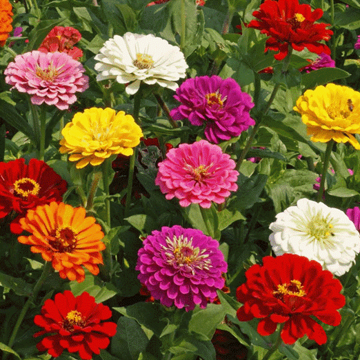 100 x ZINNIA ELEGANS California Giant Mix Seeds– Quality UK Seed *Fast Dispatch* 100 x ZINNIA ELEGANS California Giant Mix Seeds– Quality UK Seed *Fast Dispatch*
