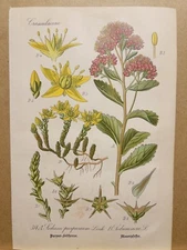 1886 ANTIQUE PICTURES LITHOGRAPH ART PRINT BOTANY FLOWER FLORA NATURE DECO PO...