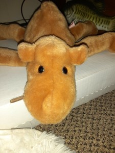 ty humphrey the camel