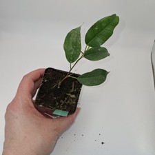 Weeping Fig Ficus Benjamina – Small Potted Plant