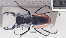 D66479. Insects, Lucanidae: Odontolabis Cuvera sp. Vietnam Central