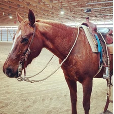 Romal Reins Beige Cow Rawhide, Rommel Reins 20 Plaits, Regular 55" Romal Reins.