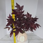 Picture 10 of 10