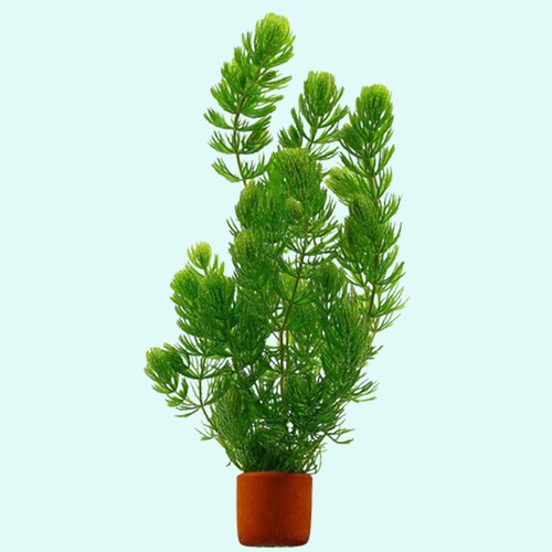 BUY 2 GET 1 FREE Hornwort Aquatic Plant Aquarium Plants - Picture 6 of 12