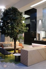 Foto 12x8 Ficus Benjamina Manchester árbol interior en el atrio de la ciudad c2018