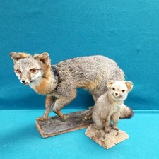 VTG Oddities Adult 22'' Taxidermy Gray Fox + Cub Set w/ Wood Log Bases 