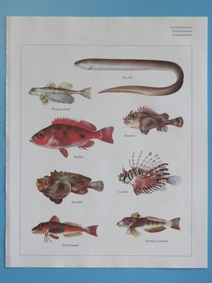 Orig. 1984 Color Fish Print Eel/Tub Gurnard/Lionfish/Stonefish/Searobin/Redfish+