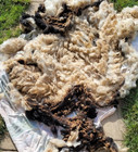 3lb Unwashed Jacob Sheep Raw Wool Locks Partial Fleece Spinning Felting Fiber