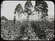 Glass Magic Lantern Slide CUTTING COTTON CROP LAIDLEY QLD C1910 PHOTO AUSTRALIA