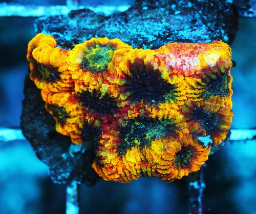 Jason Fox Yellow Submarine Favia Frag Zoanthids Zoa Paly SPS LPS Corals, WYSIWYG